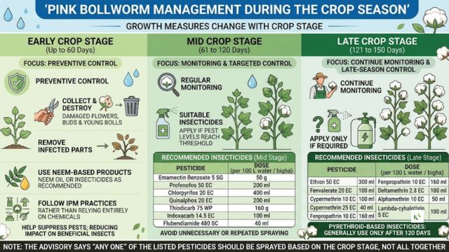 Pink Bollworm Management During Season